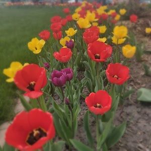 Meet your Posher, Susan